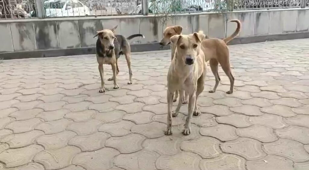 काट रहे कुत्ते और भिड़ रहे मालिक: पालतू जानवर बनने लगे हिंसा की वजह, मारपीट तक की आ रही नौबत मालिक